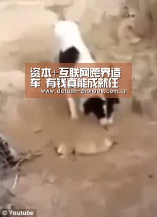 资本+互联网跨界造车 有钱真能成就任何事？：中欧体育官网入口，中欧体育官方下载，中欧体育平台